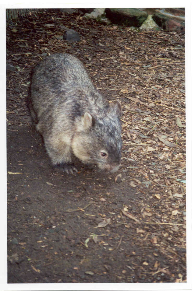 Wombat