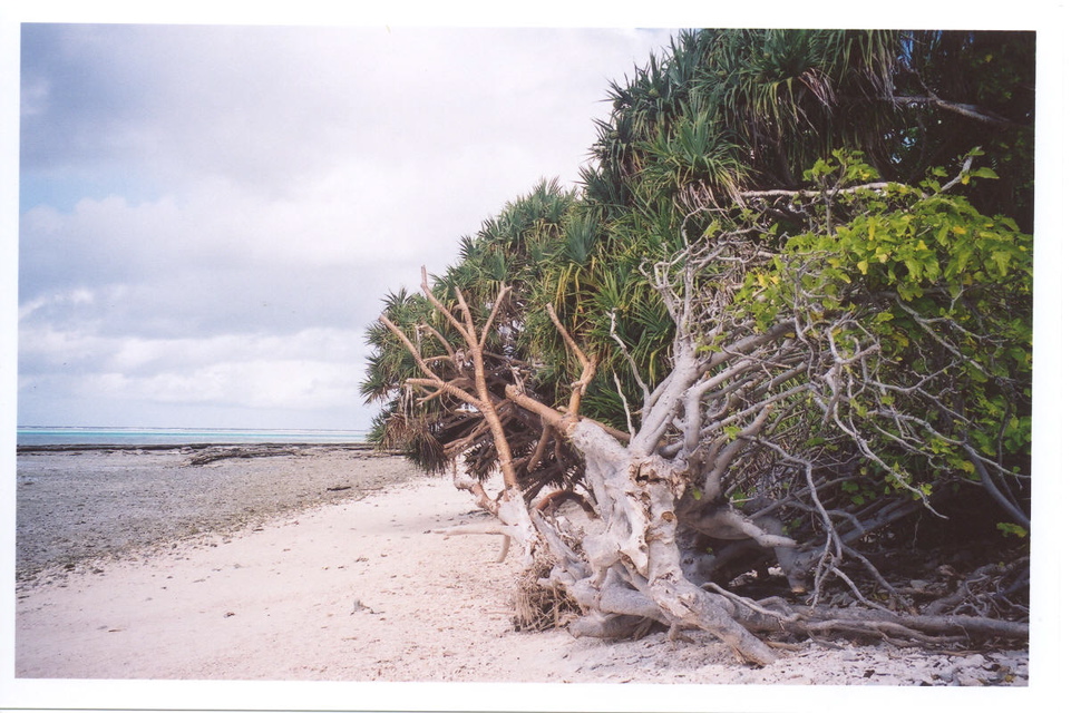 Lady Musgrave Island (coral barrier reef)