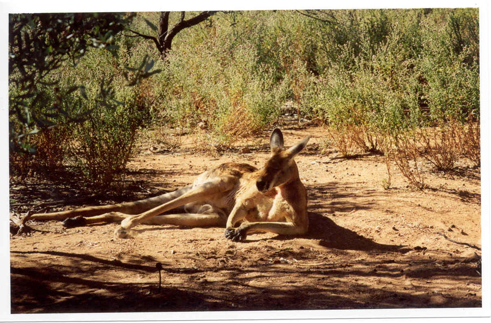 Desert Museum