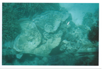 view of the reef, from a glass bottom boat