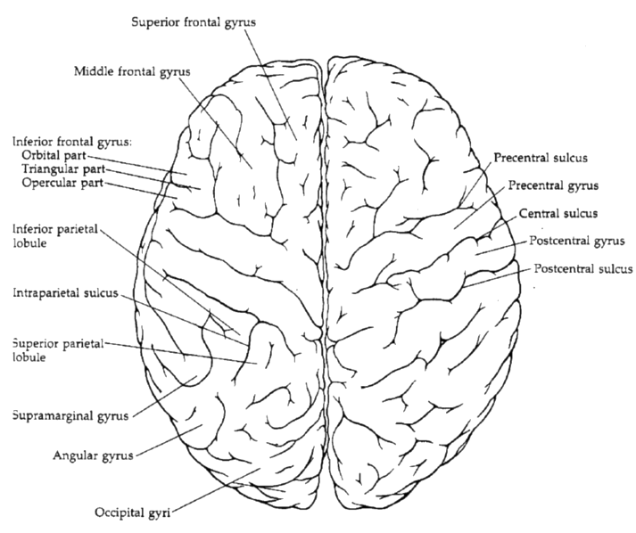 Dorsal view of the cerebral hemispheres showing the principal gyri and sulci.