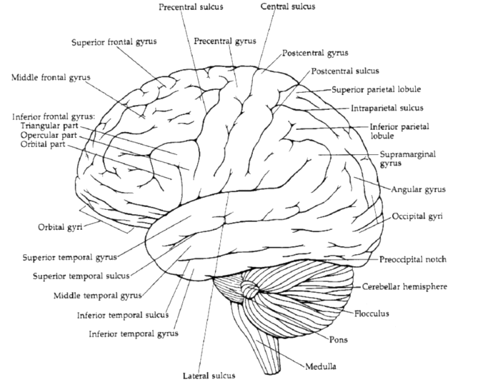 lateral view of the cerebral hemispheres showing the principal gyri and sulci.