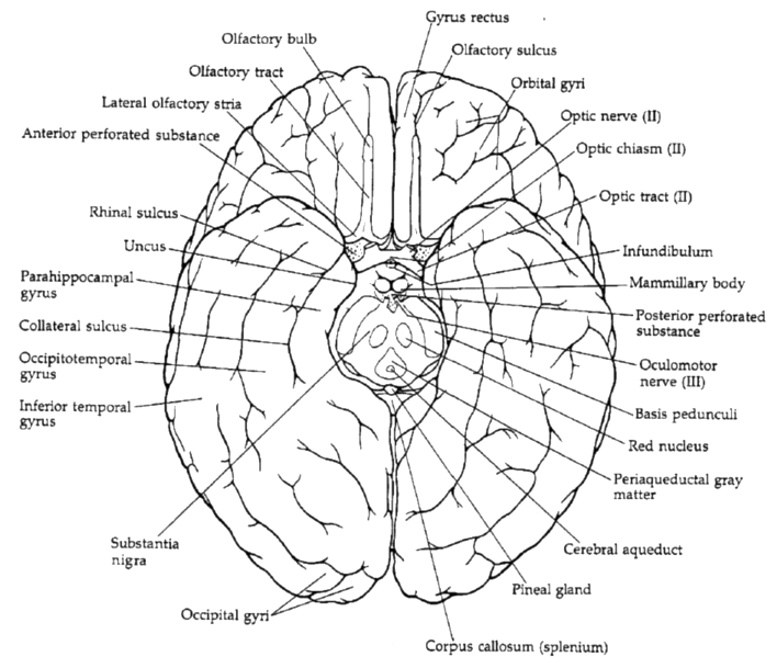 ventral view of the cerebral hemispheres showing the principal gyri and sulci.
